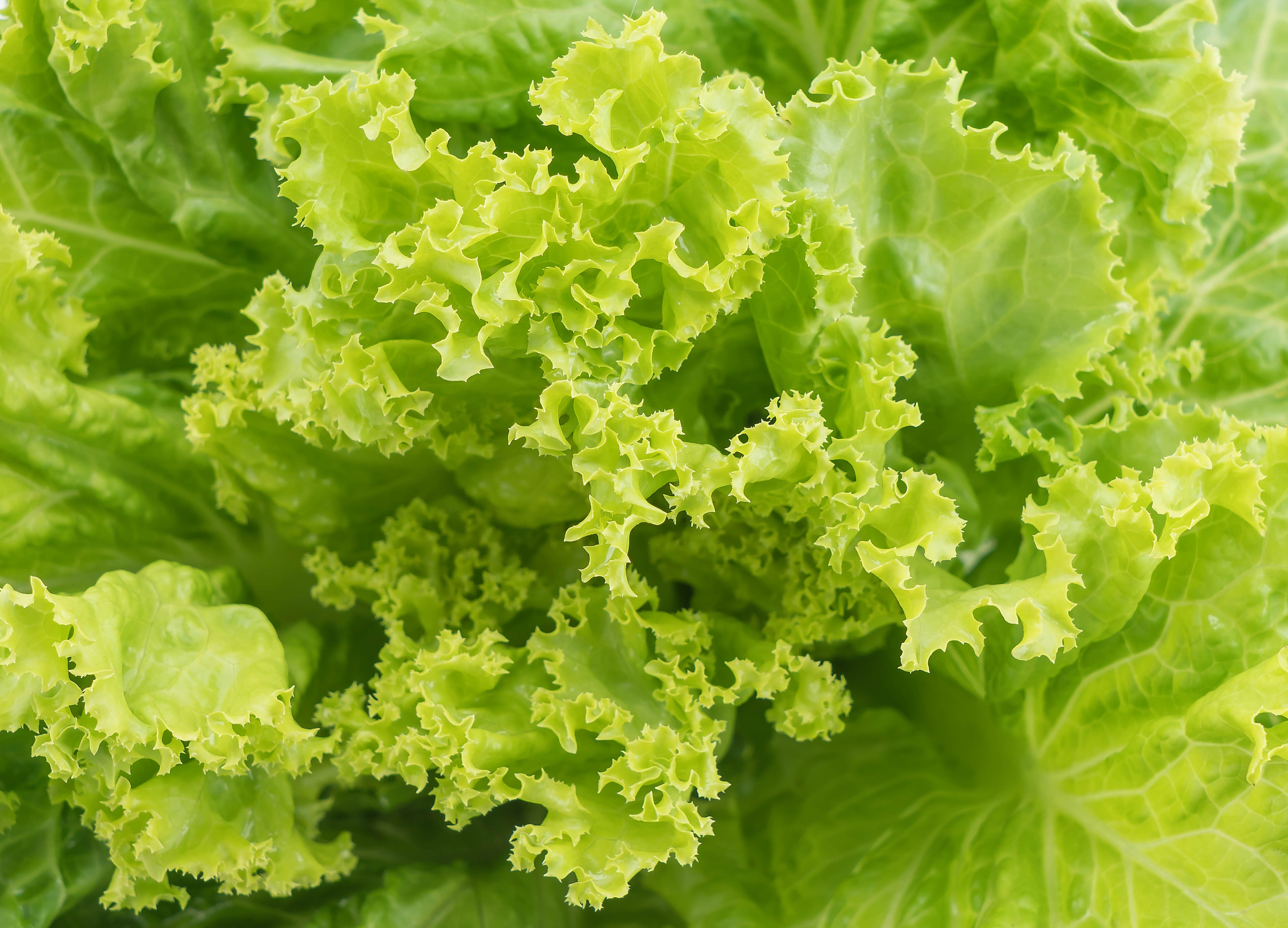 Green Lettuce