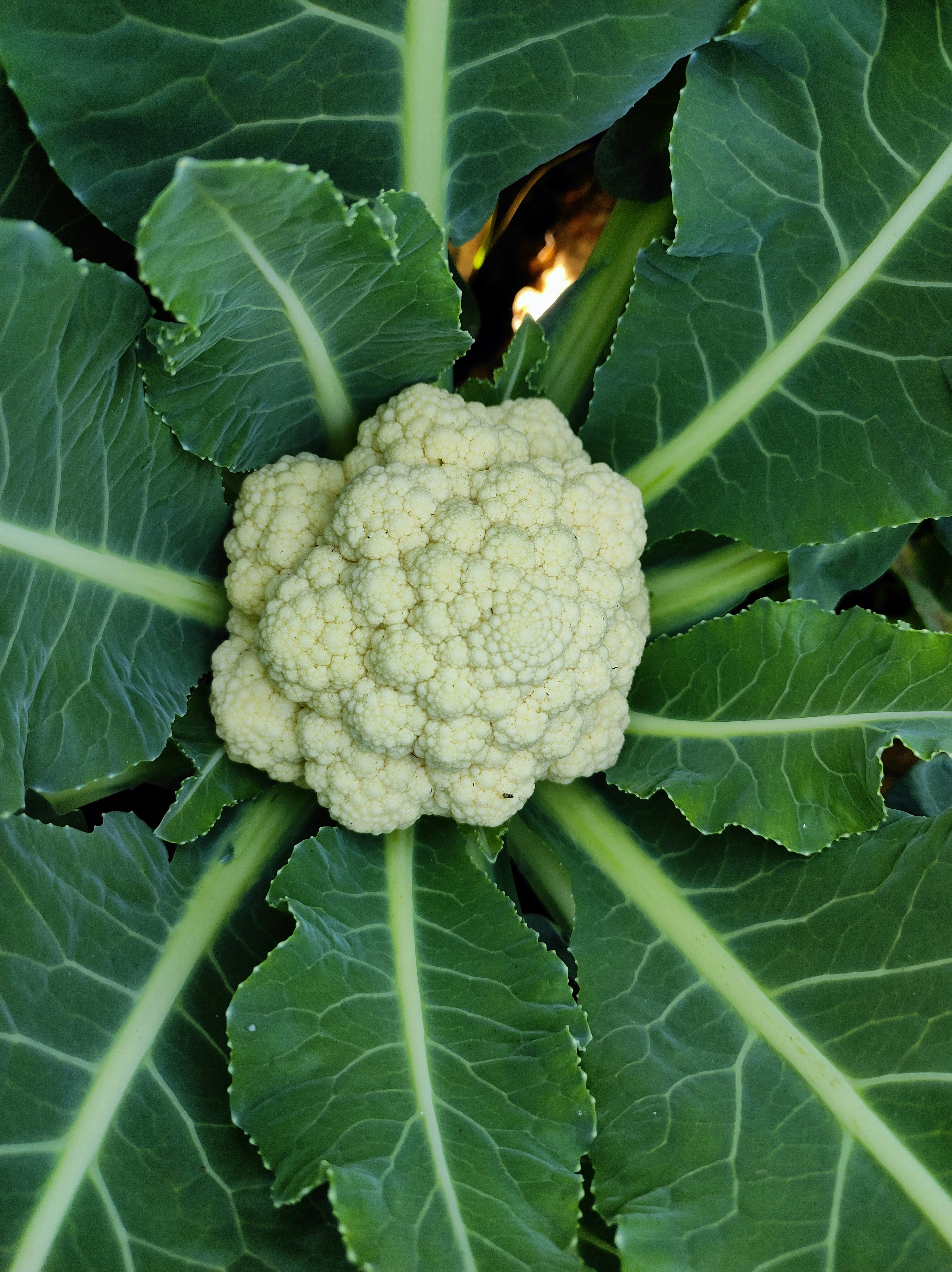 Cauliflower